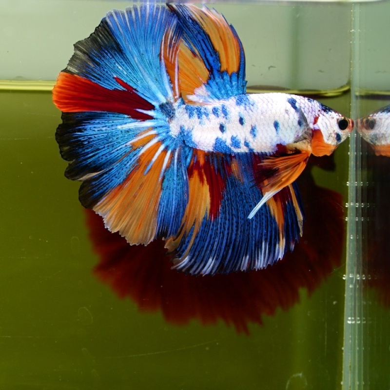 Male Marble Candy HM Premium Thailand