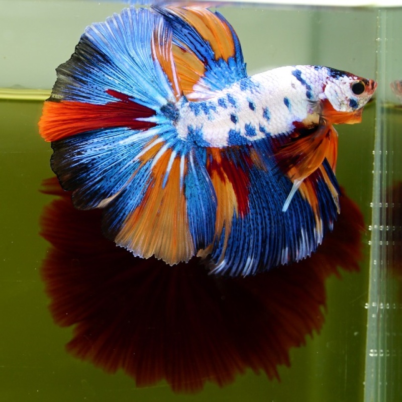 Male Marble Candy HM Premium Thailand
