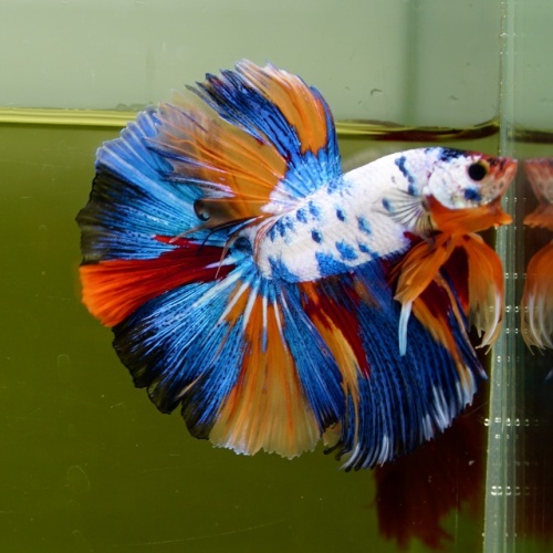 Male Marble Candy HM Premium Thailand