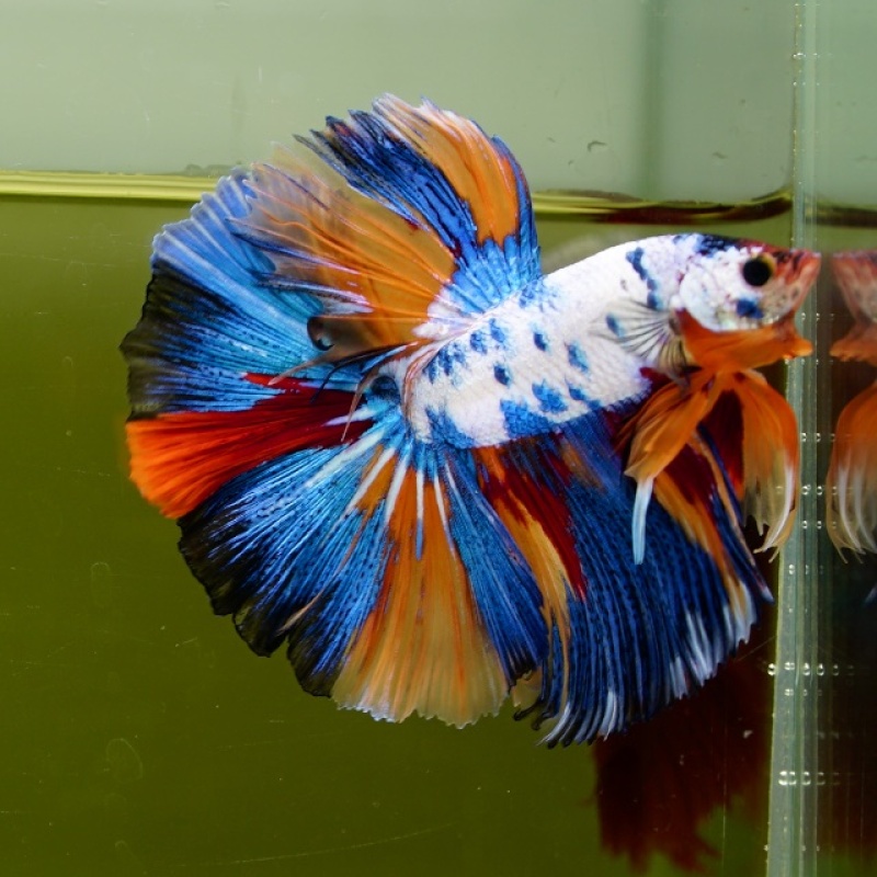Male Marble Candy HM Premium Thailand