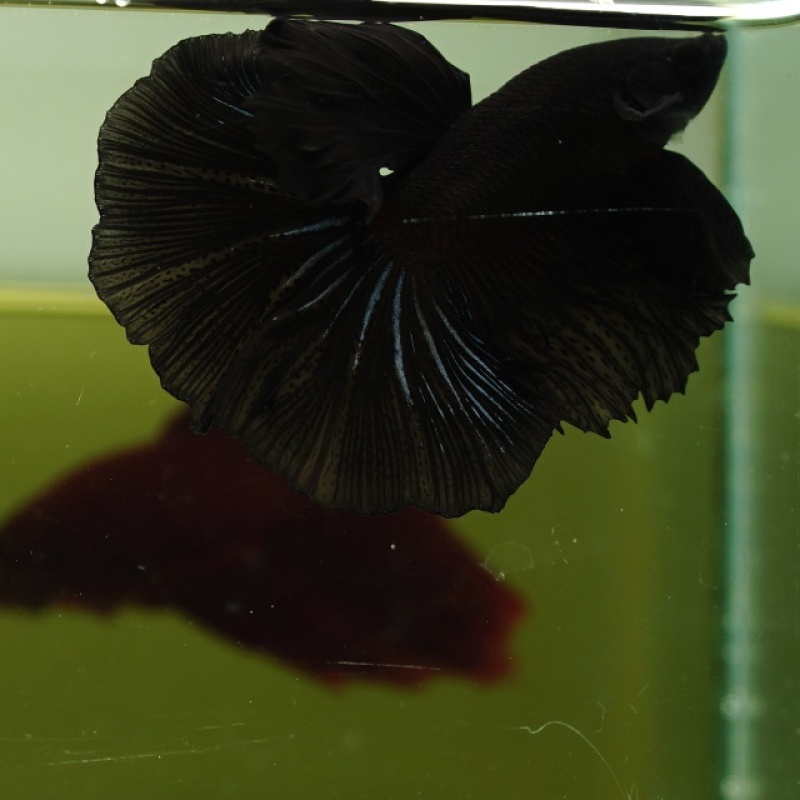 Male Black Orchid Butterfly Rose Tail HM Premium Thailand