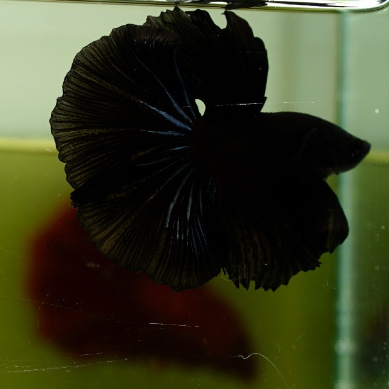 Male Black Orchid Butterfly Rose Tail HM Premium Thailand
