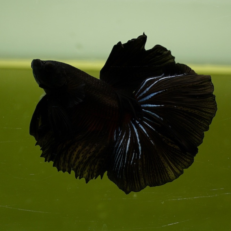 Male Black Orchid Butterfly Rose Tail HM Premium Thailand