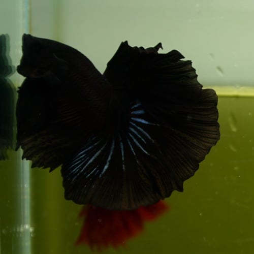 Male Black Orchid Butterfly Rose Tail HM Premium Thailand