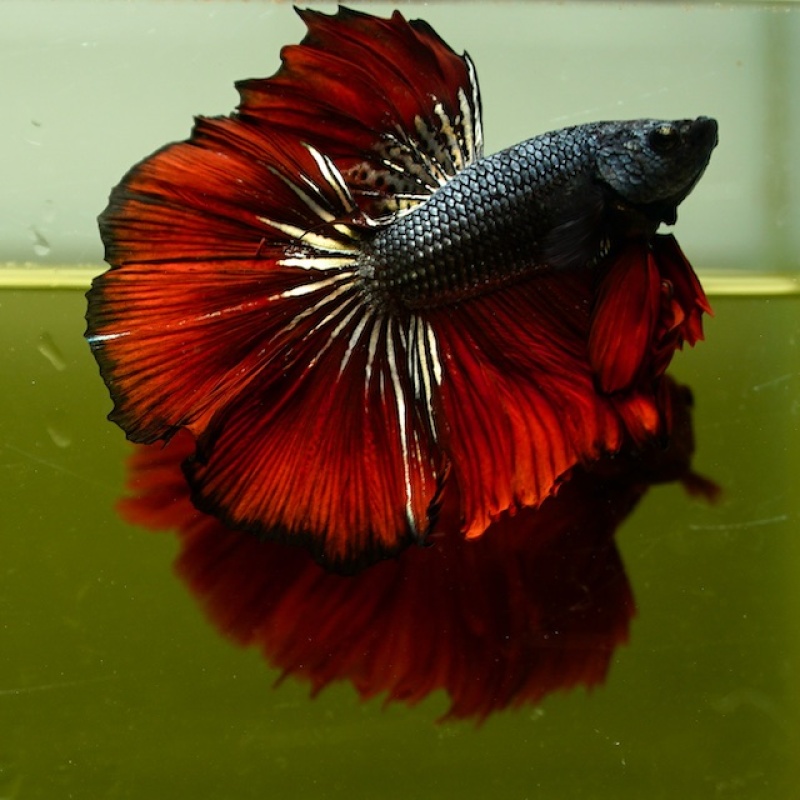 Male Black Copper Butterfly Red Rose Tail HM Premium Thailand