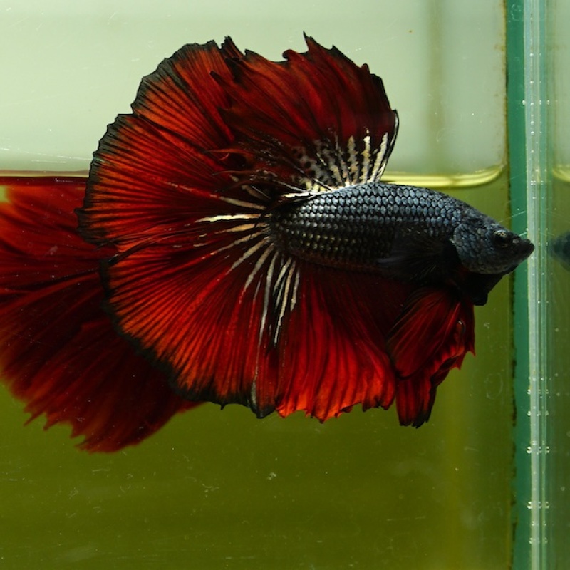 Male Black Copper Butterfly Red Rose Tail HM Premium Thailand