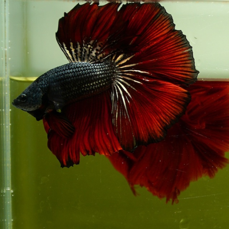 Male Black Copper Butterfly Red Rose Tail HM Premium Thailand