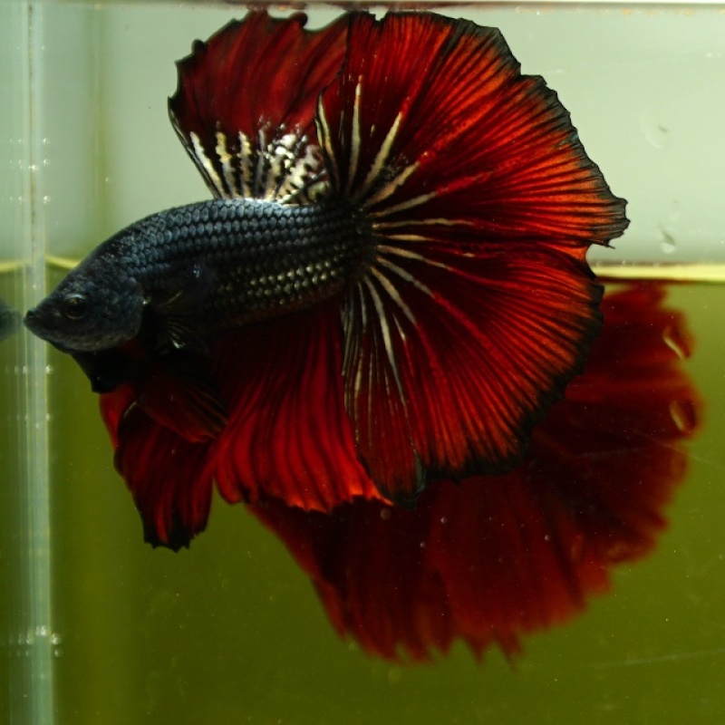 Male Black Copper Butterfly Red Rose Tail HM Premium Thailand