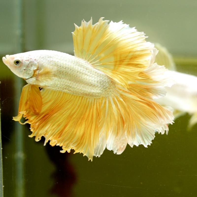 Male Gold Dragon Rose Tail HM Premium Thailand