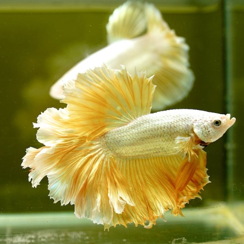 Male Gold Dragon Rose Tail HM Premium Thailand