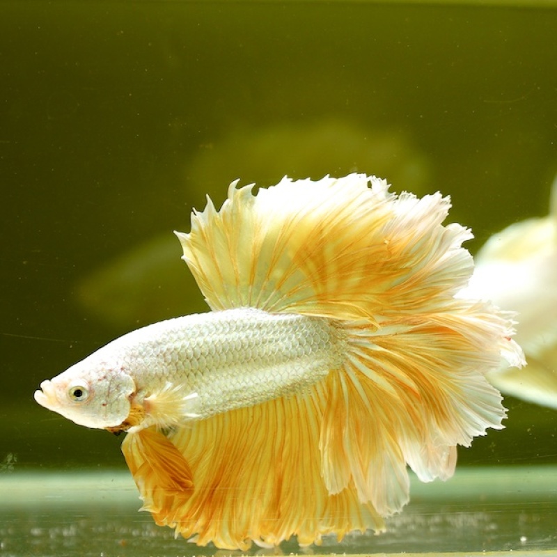 Male Gold Dragon Rose Tail HM Premium Thailand