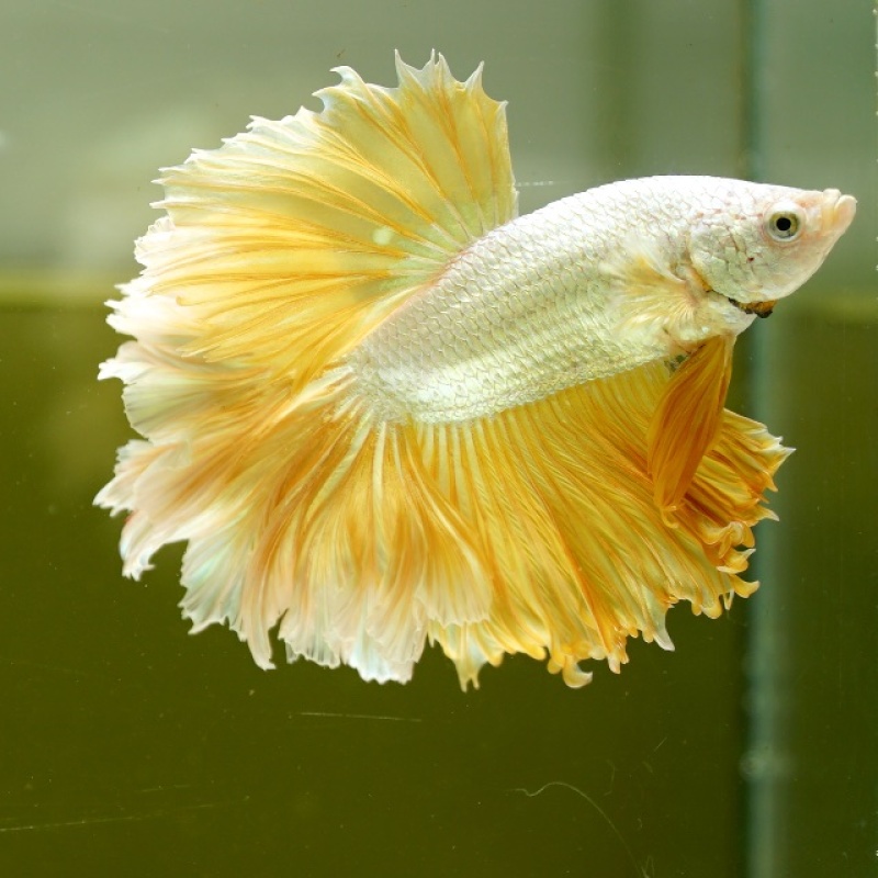 Male Gold Dragon Rose Tail HM Premium Thailand