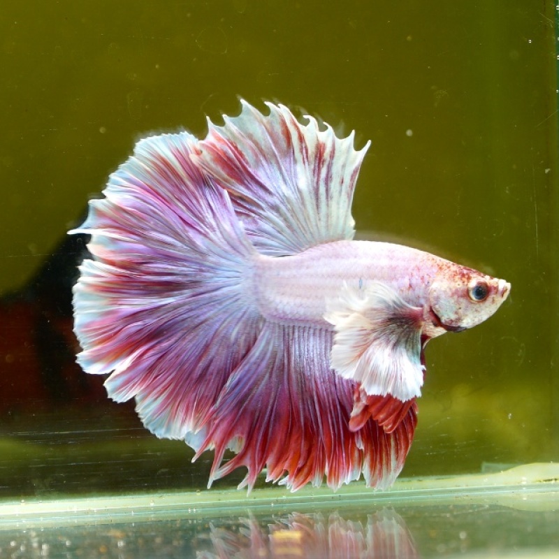 Male Dumbo Pink Butterfly Rose Tail HM Premium Thailand