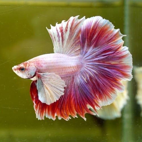 Male Dumbo Pink Butterfly Rose Tail HM Premium Thailand