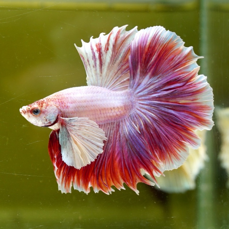 Male Dumbo Pink Butterfly Rose Tail HM Premium Thailand