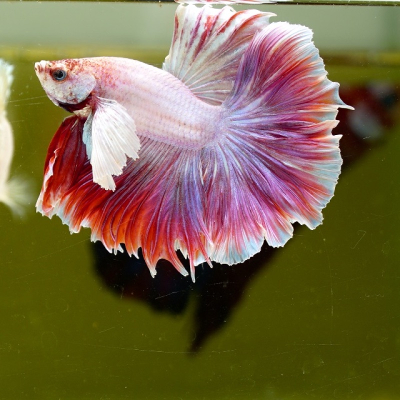 Male Dumbo Pink Butterfly Rose Tail HM Premium Thailand