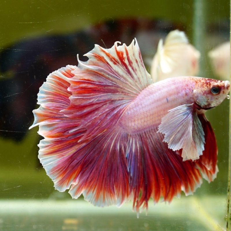 Male Dumbo Pink Butterfly Rose Tail HM Premium Thailand