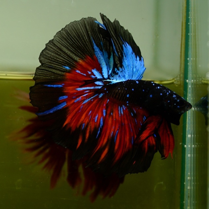 Male Galaxy Black Star HM Premium Thailand