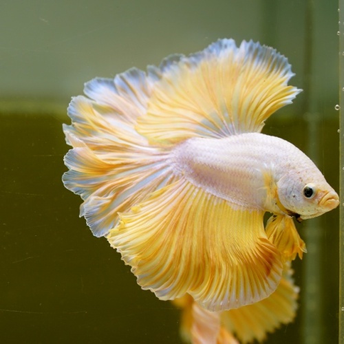 Male Yellow Dragon Rose Tail HM Premium Thailand