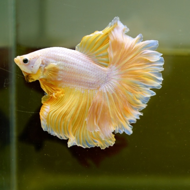 Male Yellow Dragon Rose Tail HM Premium Thailand
