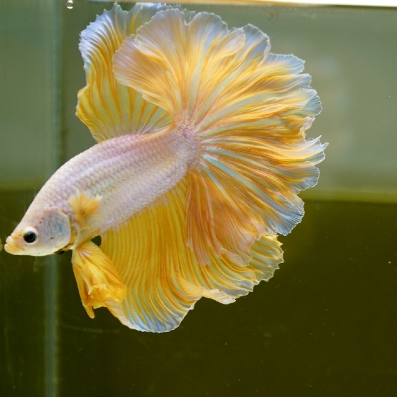 Male Yellow Dragon Rose Tail HM Premium Thailand