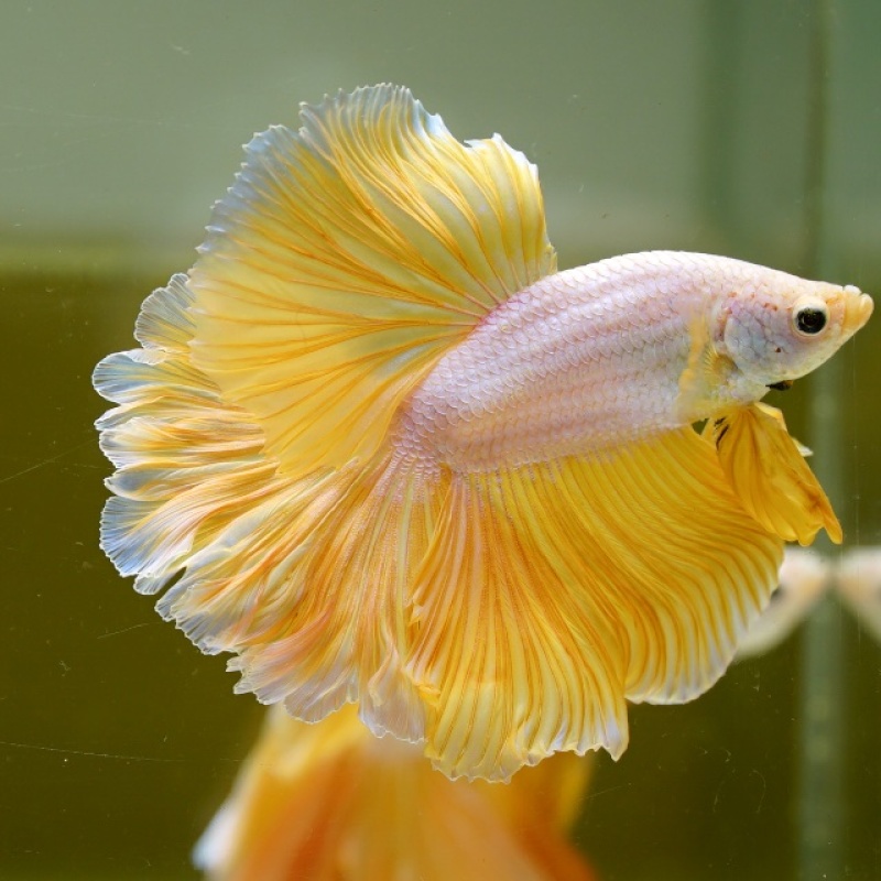 Male Yellow Dragon Rose Tail HM Premium Thailand