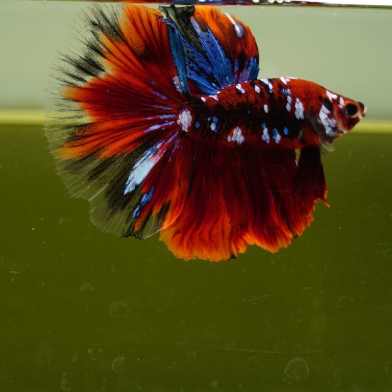 Male Blue Galaxy Red Black Nemo HM Premium Thailand