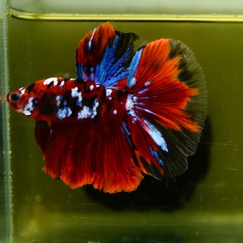 Male Blue Galaxy Red Black Nemo HM Premium Thailand