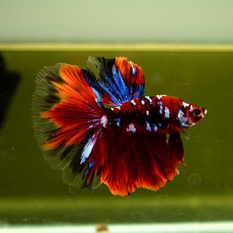 Male Blue Galaxy Red Black Nemo HM Premium Thailand