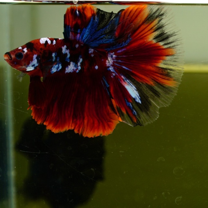 Male Blue Galaxy Red Black Nemo HM Premium Thailand