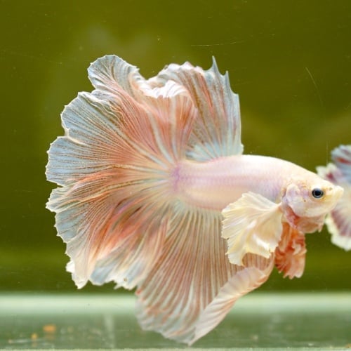 Male Dumbo Orange Pastel Rose Tail HM Premium Thailand