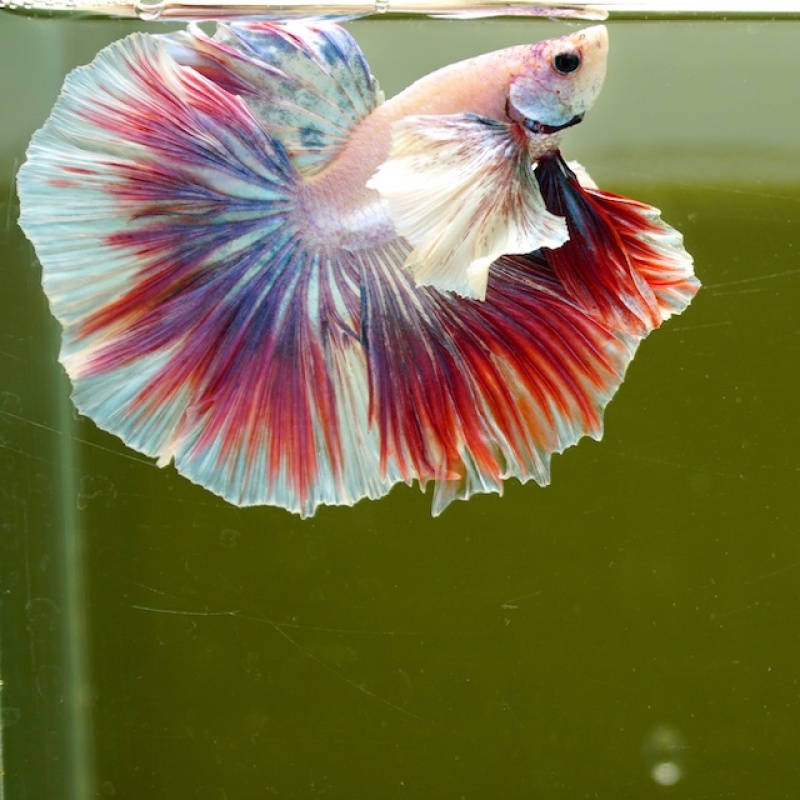 Male Dumbo Unicorn Butterfly HM Premium Thailand