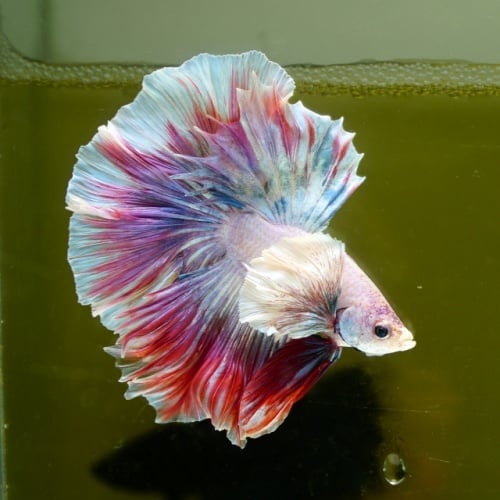 Male Dumbo Unicorn Butterfly HM Premium Thailand