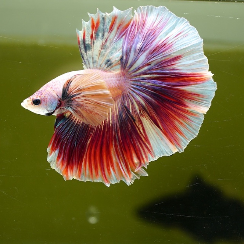 Male Dumbo Unicorn Butterfly HM Premium Thailand
