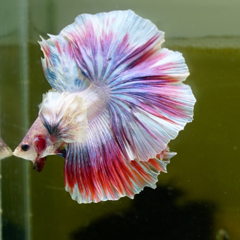 Male Dumbo Unicorn Butterfly HM Premium Thailand