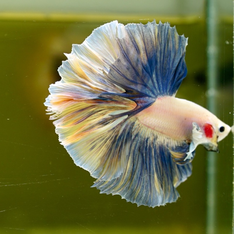 Male Black Yellow Blue Pastel Rose Tail HM Premium Thailand