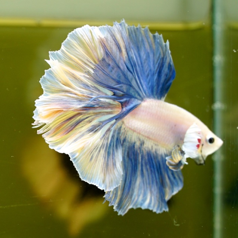 Male Black Yellow Blue Pastel Rose Tail HM Premium Thailand