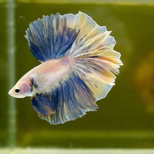 Male Black Yellow Blue Pastel Rose Tail HM Premium Thailand