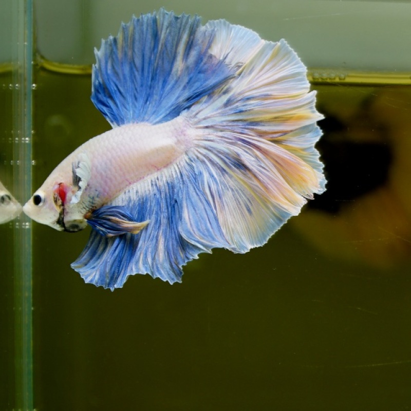 Male Black Yellow Blue Pastel Rose Tail HM Premium Thailand