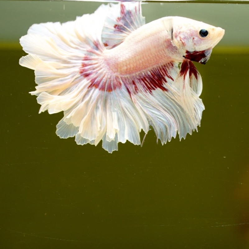 Male Pink Butterfly Rose Tail HM Premium Thailand