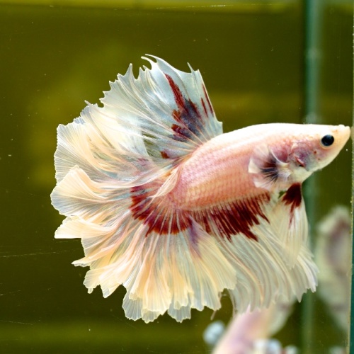 Male Pink Butterfly Rose Tail HM Premium Thailand