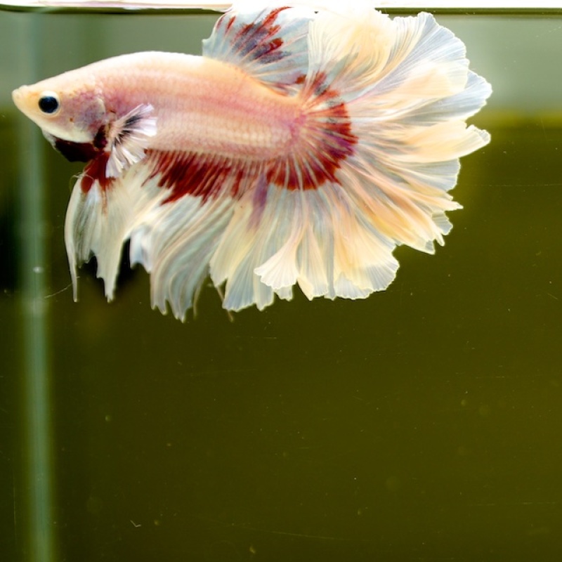 Male Pink Butterfly Rose Tail HM Premium Thailand