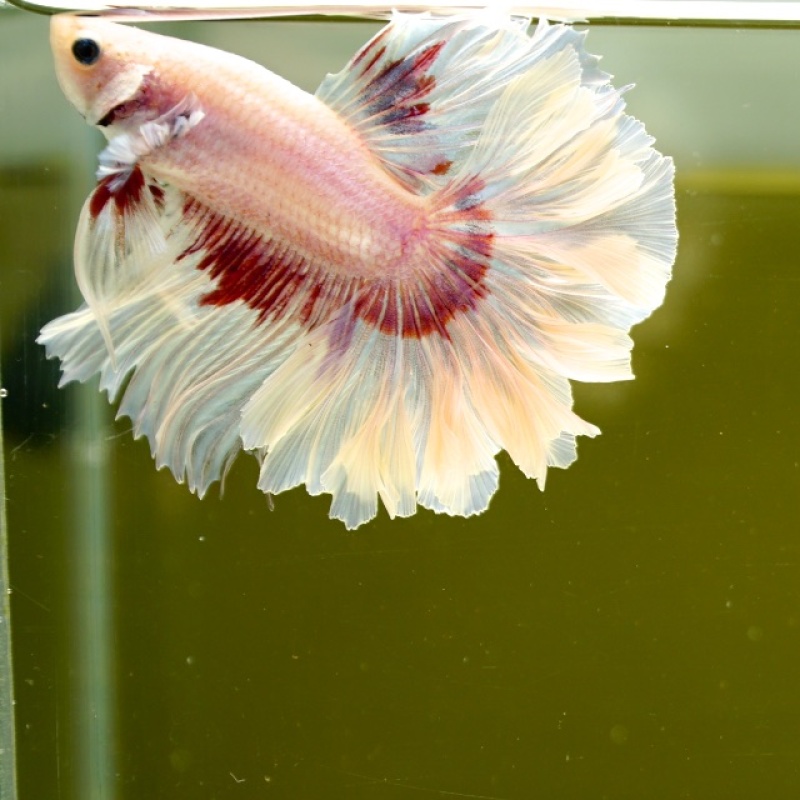 Male Pink Butterfly Rose Tail HM Premium Thailand