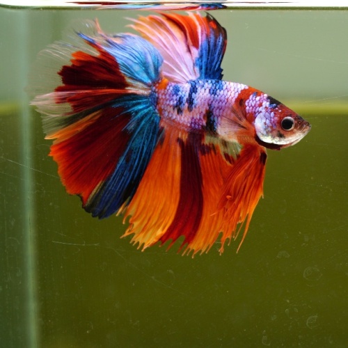 Male Muticolor Candy HM Premium Thailand