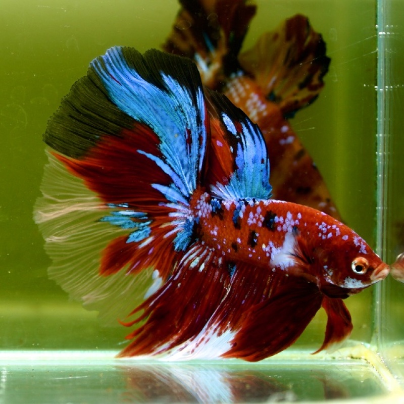 Male Giant Galaxy Red Blue Fancy HM (7 cm) Premium Thailand