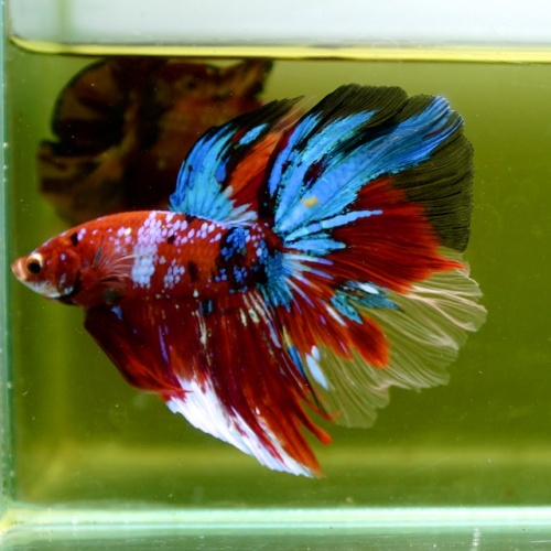 Male Giant Galaxy Red Blue Fancy HM (7 cm) Premium Thailand
