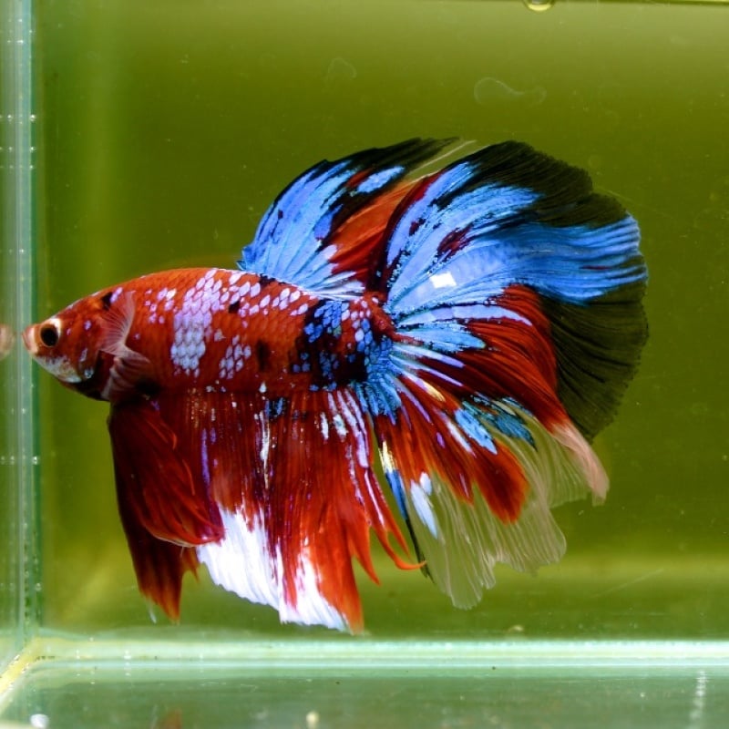 Male Giant Galaxy Red Blue Fancy HM (7 cm) Premium Thailand