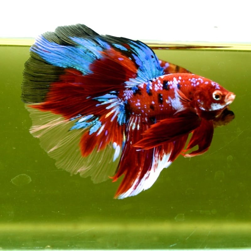 Male Giant Galaxy Red Blue Fancy HM (7 cm) Premium Thailand