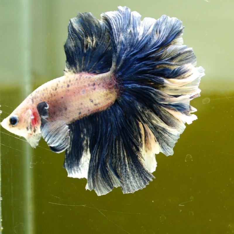 Male Blue Pastel Rose Tail HM Premium Thailand