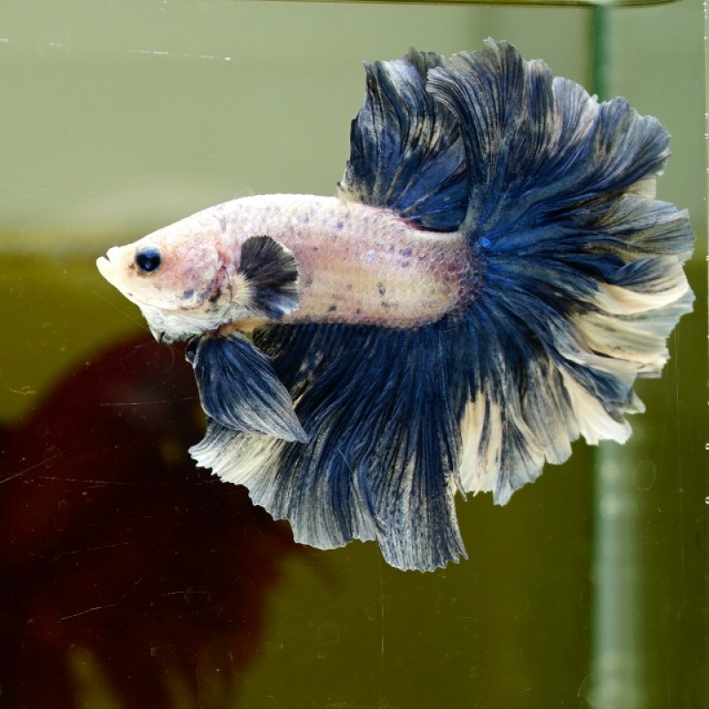 Male Blue Pastel Rose Tail HM Premium Thailand
